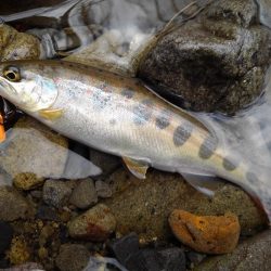 渓流ミノーイング